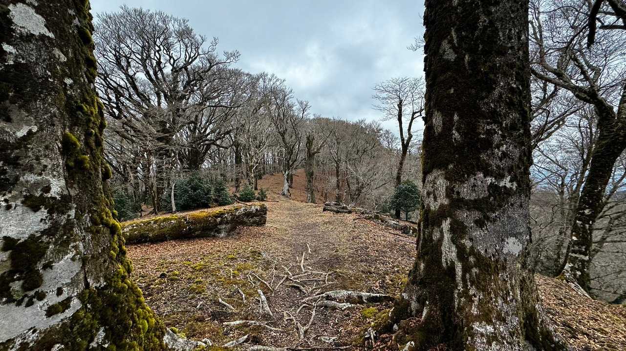伊豆山陵線トレイル（三蓋山・水呑頭・猫越岳・後藤山・魂の山・棚場山・伽藍山・古稀山・達磨山・小達磨山） の写真 21