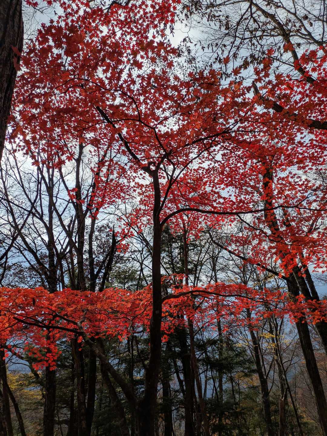 鮮やかな紅葉色