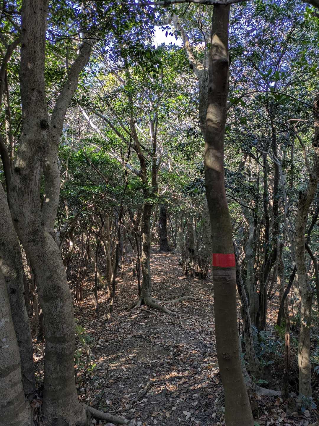 下山は好きな💞尾根道
分岐がほとんどない道ですが新しい🔴赤テープがたくさんありました