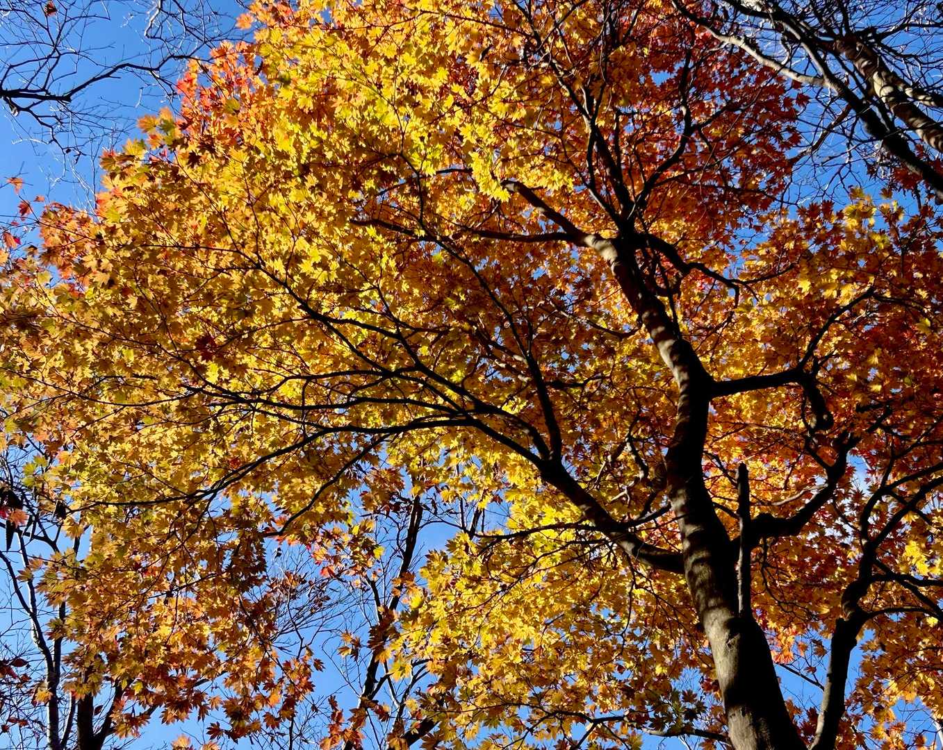 見上げると…青空🩵に映える💛🧡💛🧡や