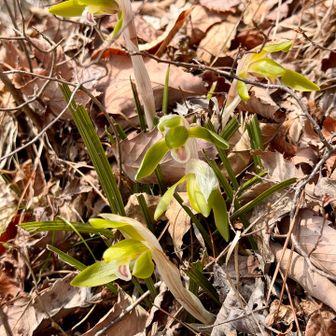 シュンラン5人衆