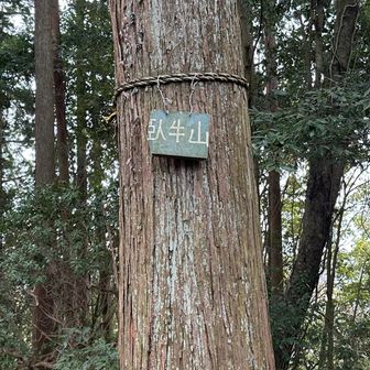 臥牛山登頂しました♪ここは眺望なし。