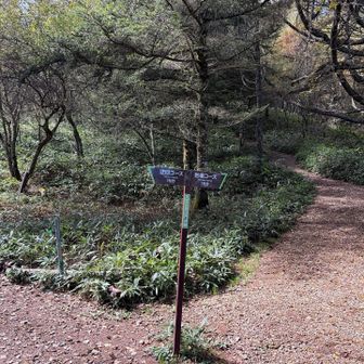 右、岩場コースで…