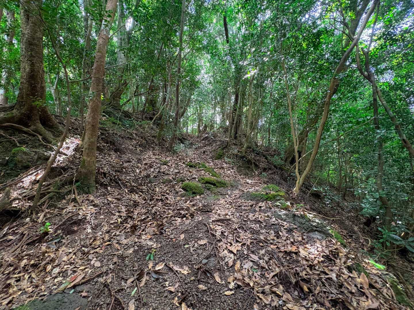 牛の峠登山口-牛の峠 往復コースの写真