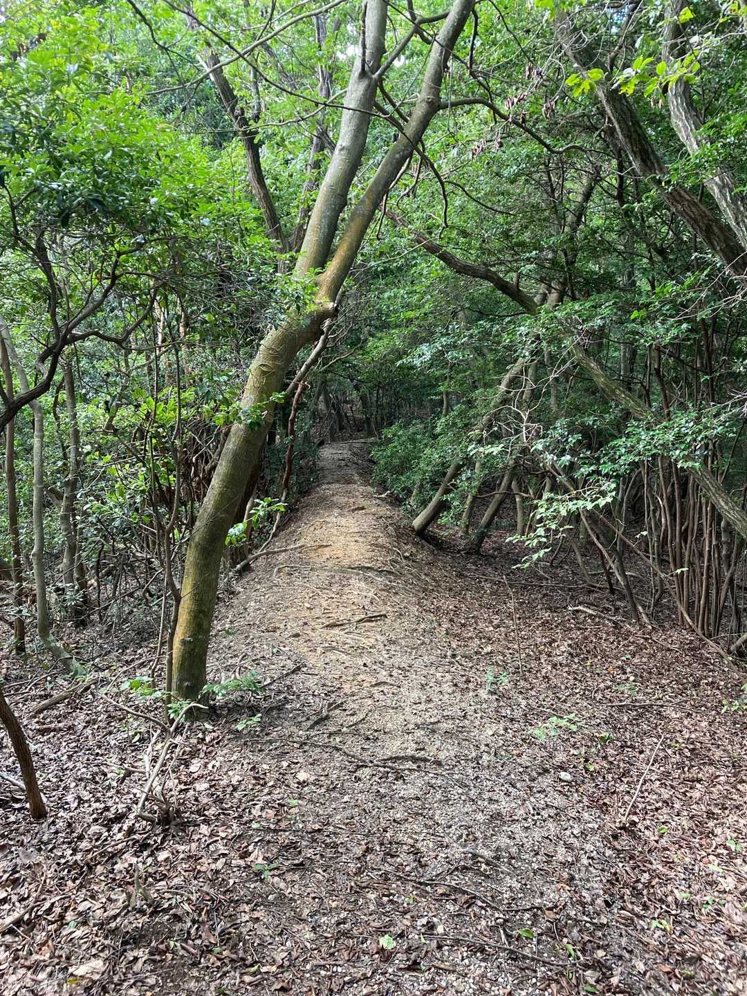 城跡を越えても綺麗な登山道に感謝(^з^)-☆
ただ人が通らないので蜘蛛の巣が所々にあってひたすら木の枝振り回し撃退ψ(｀∇´)ψ