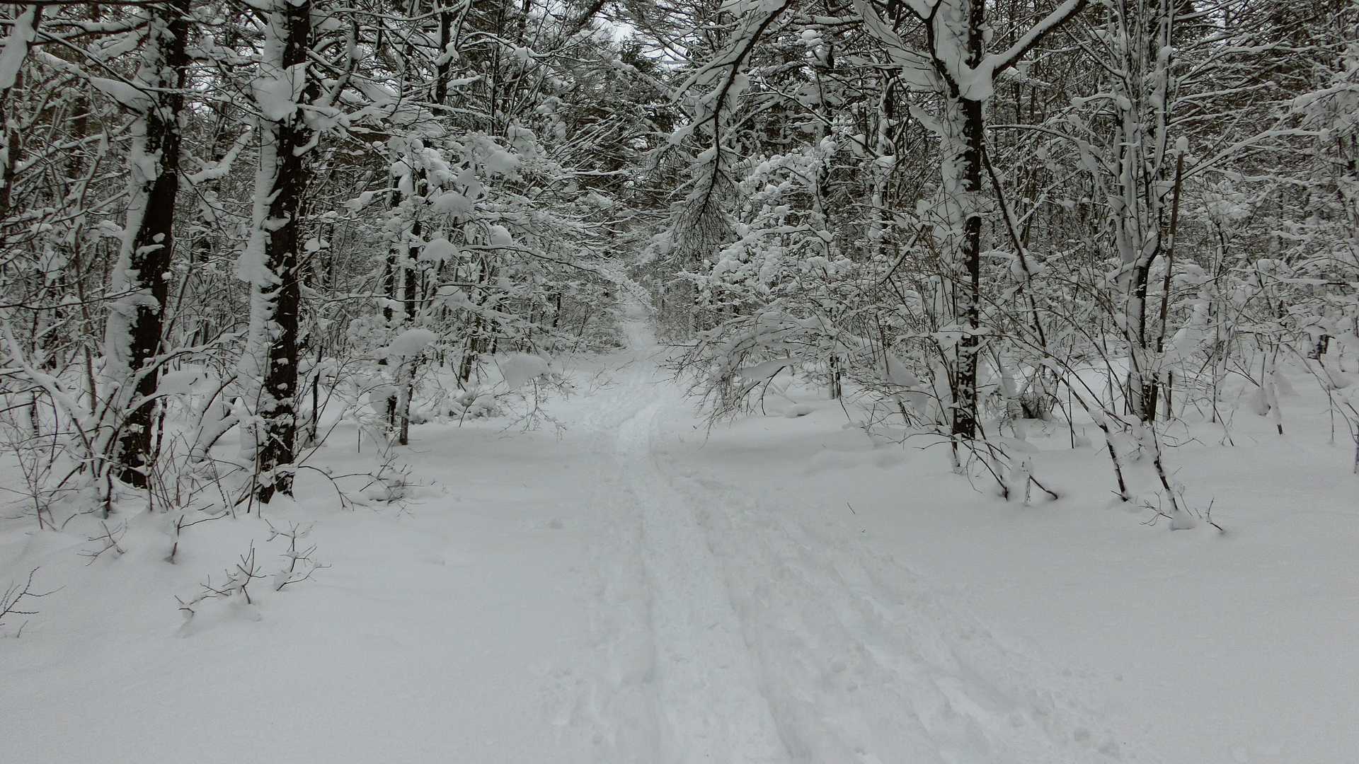 太陽が当たらないせいか雪が樹木に残ってますね
