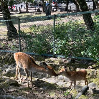 ウリ坊じゃない。