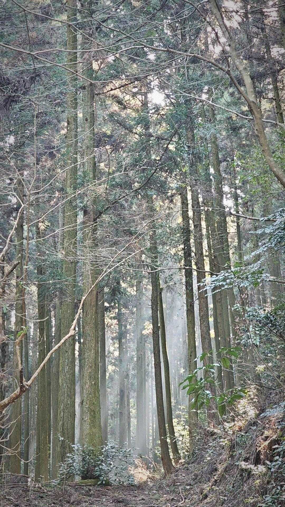 神秘的＊