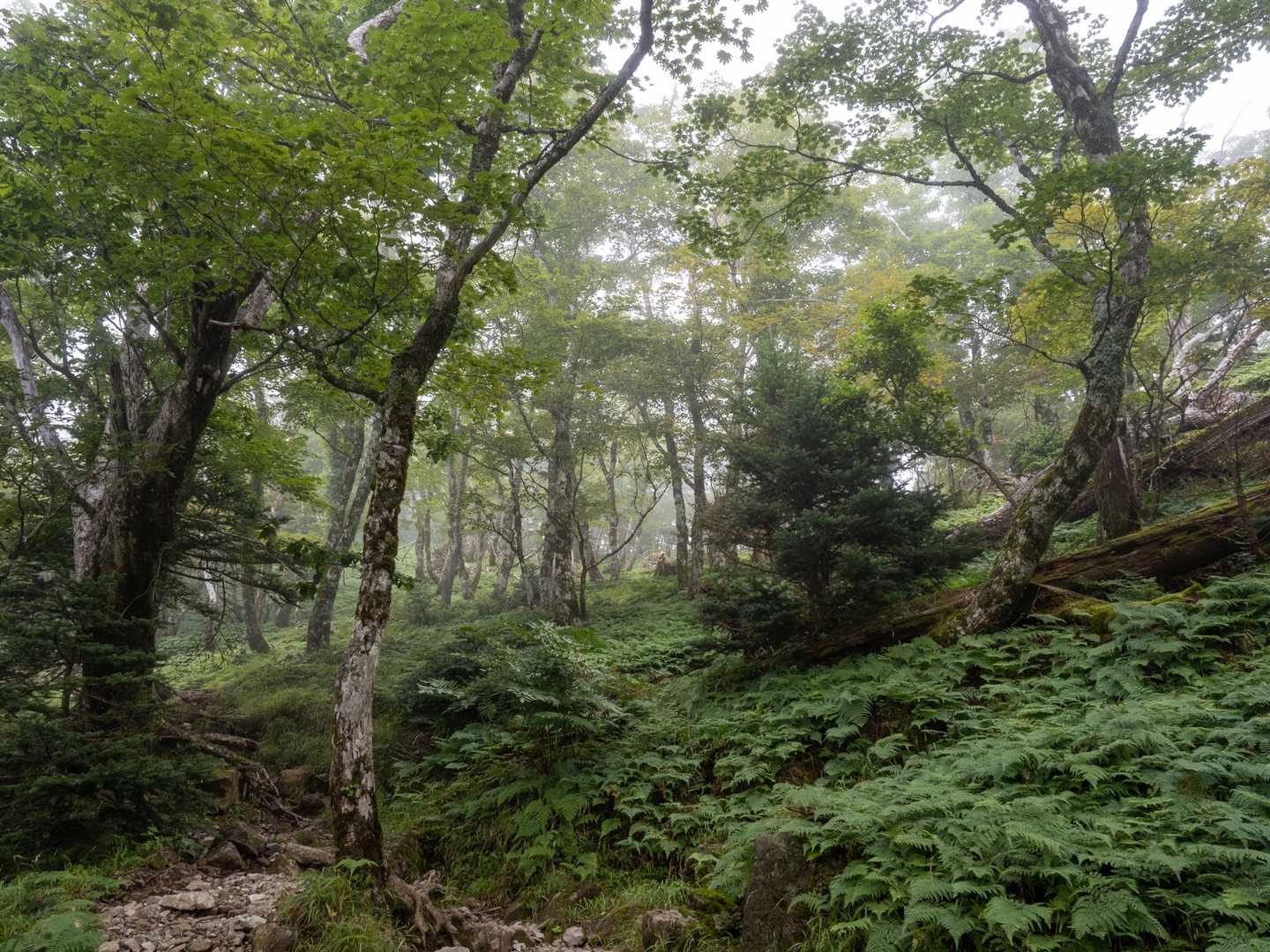 鉄山-修覆山-弥山-聖宝ノ宿跡-弁天ノ森-弥山登山口 周回コースの写真
