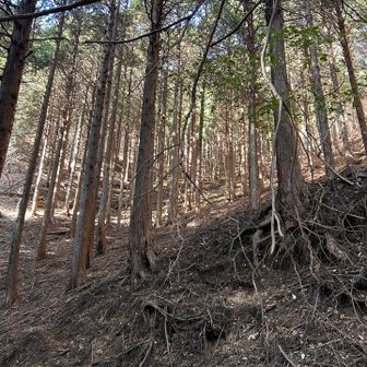 下りはつづらおりで下ります。
こないだの駒ヶ岳も下りはロープウェイだったし、まともに下山するのが久々でした。
こっちの道は落ち葉はないけど石で5回くらいバランス崩しました…あかーん