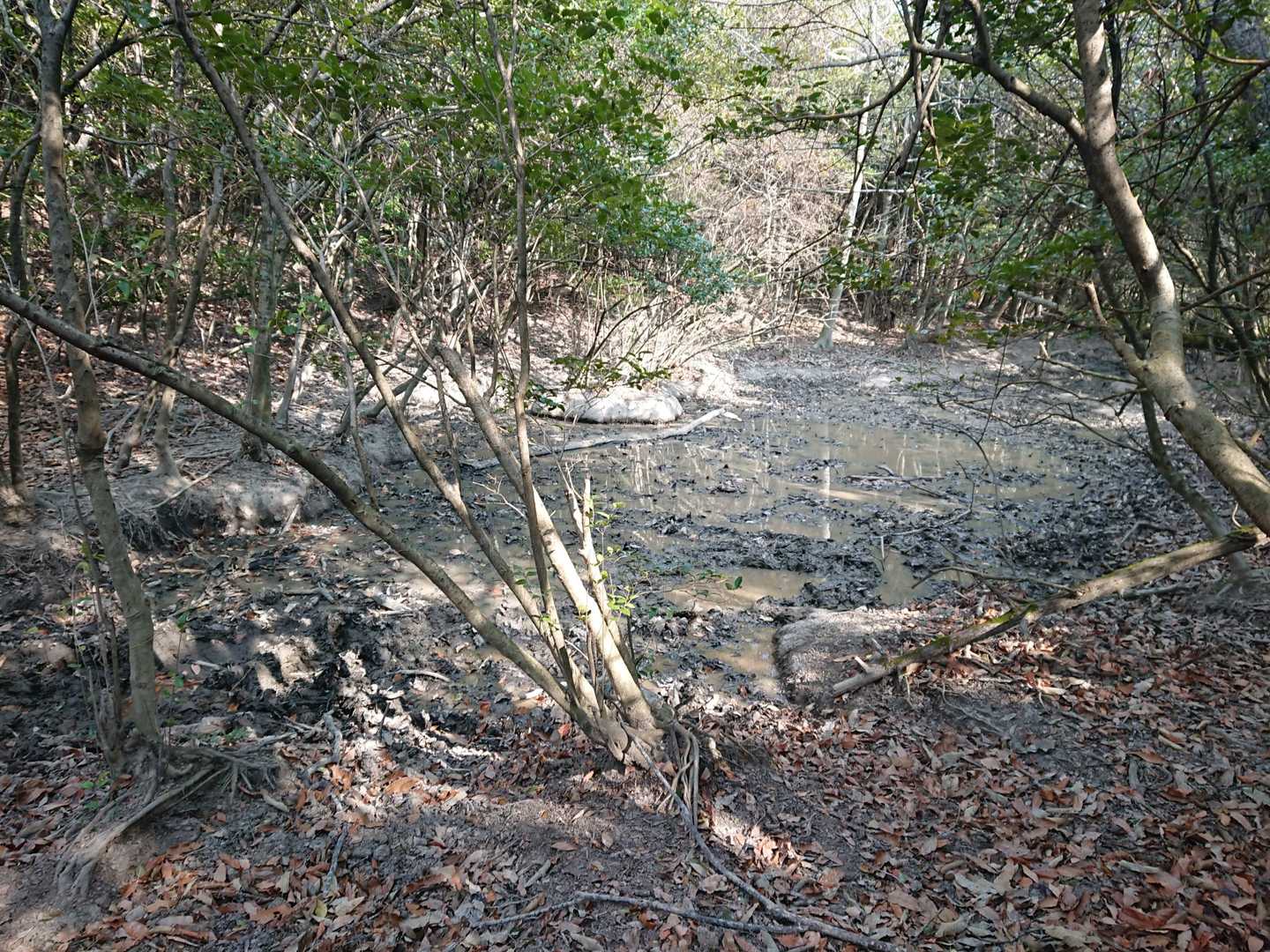 のたのせ池 (ぬた場)
