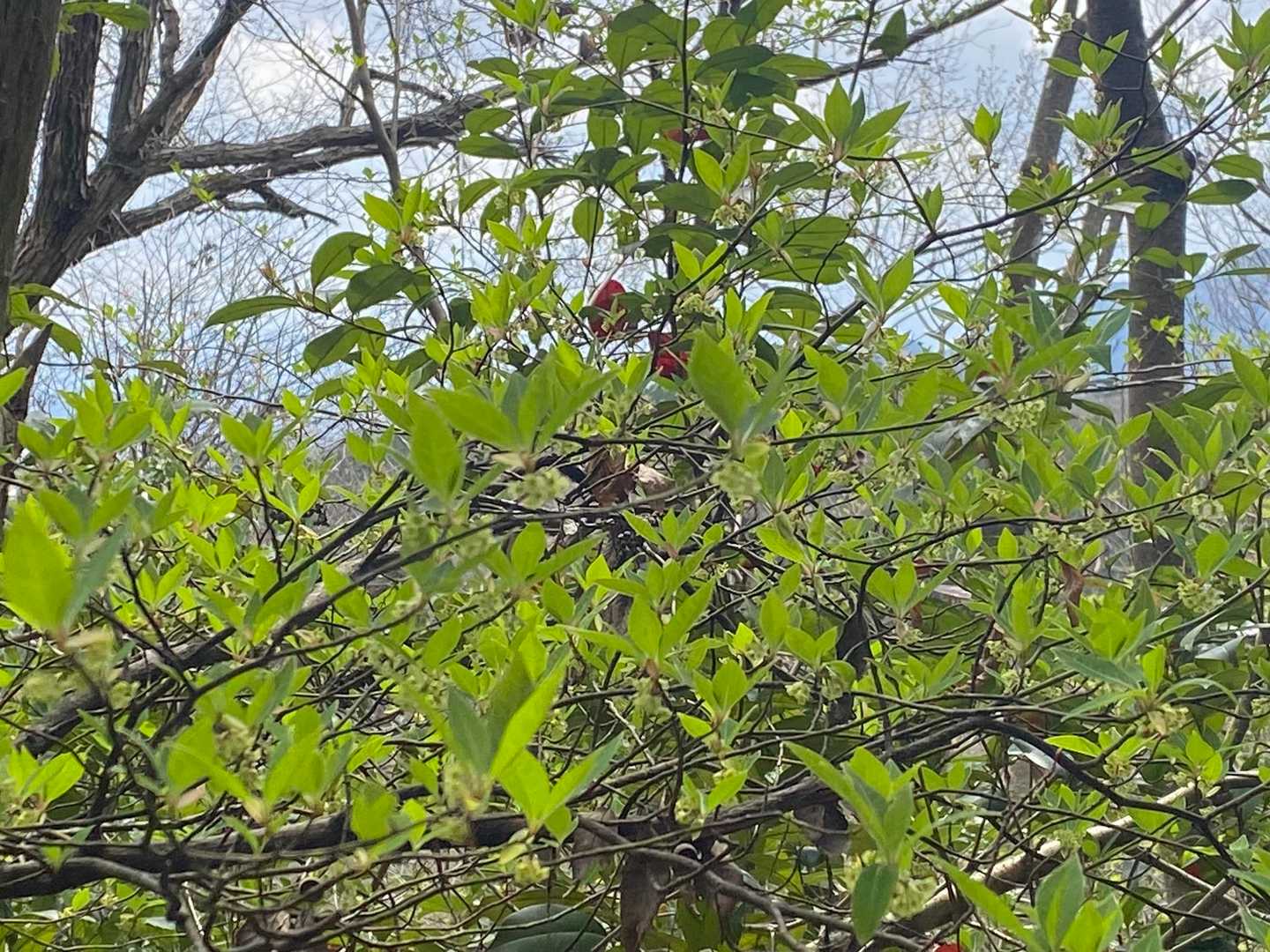 新芽🌱がまぶしい✨✨