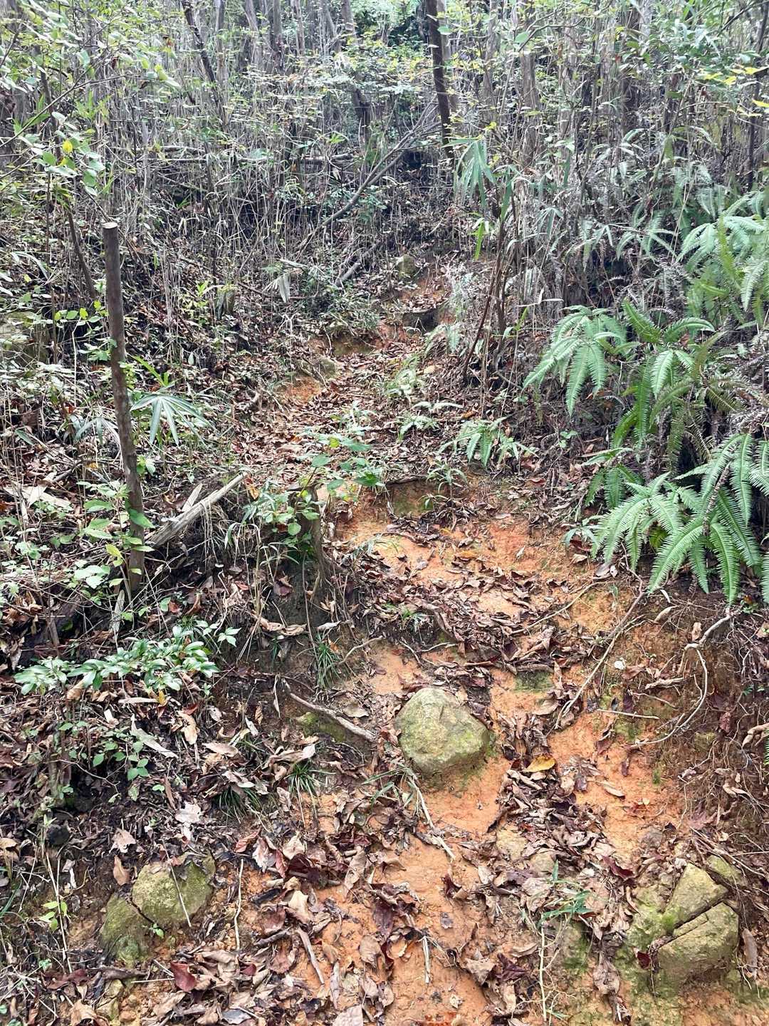 こっちから登る予定だったけど…やめた😥