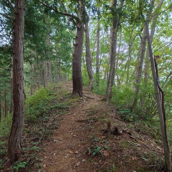 蜘蛛の巣も無く快適な尾根をなだらかに登っていきます。