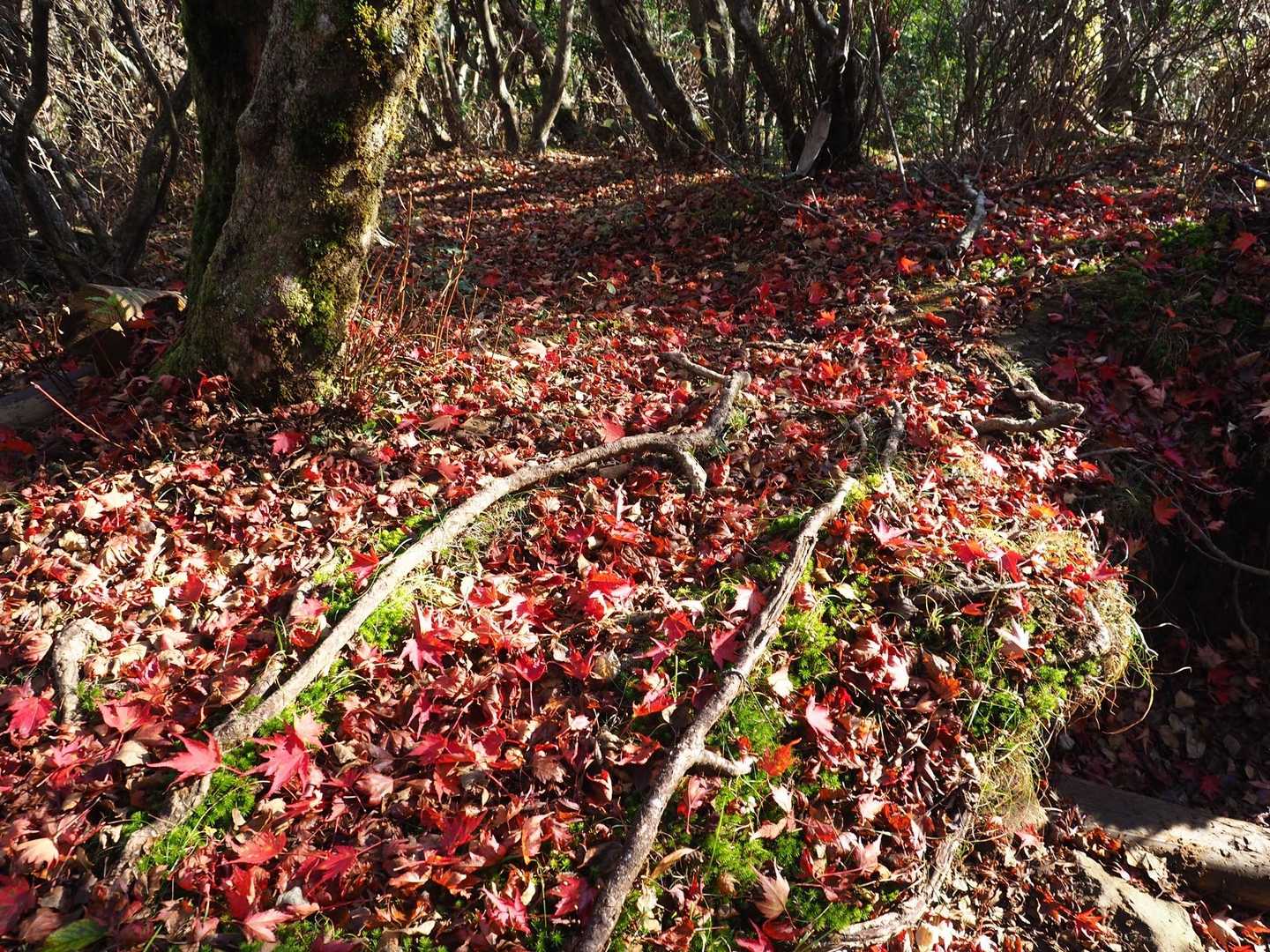 天城縦走登山口-万二郎岳 往復コースの写真