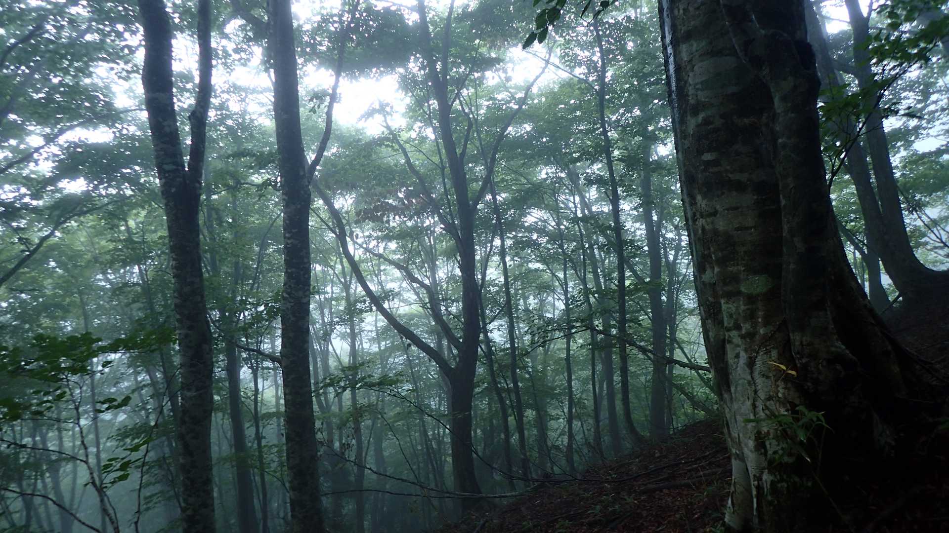 綺麗な自然林
