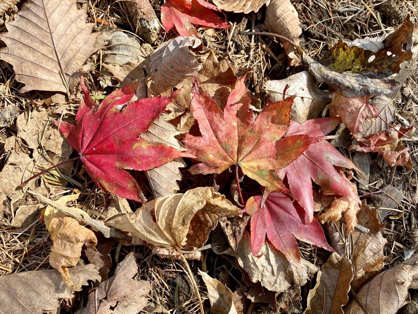 🍁