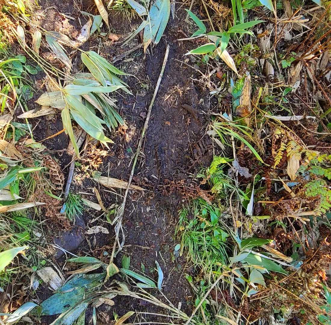 雨の名残。
スーパーこけそうになったグチャドロード。