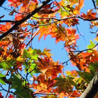 早めに紅葉した楓を発見🍁
