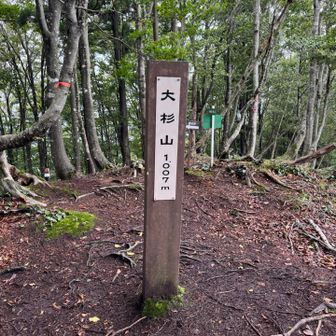 大杉山山頂。1,007ｍ。登頂しました🙌