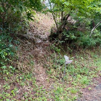林道から外れ、尾根に取り付きます。