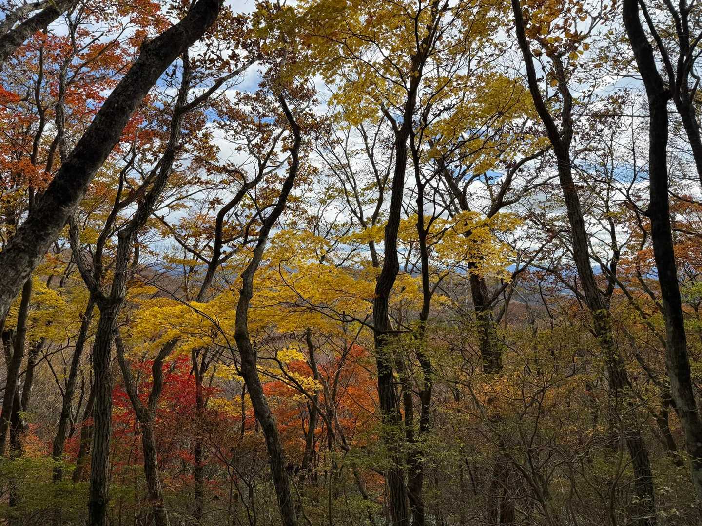 高塚山-大滝根山 周回コースの写真