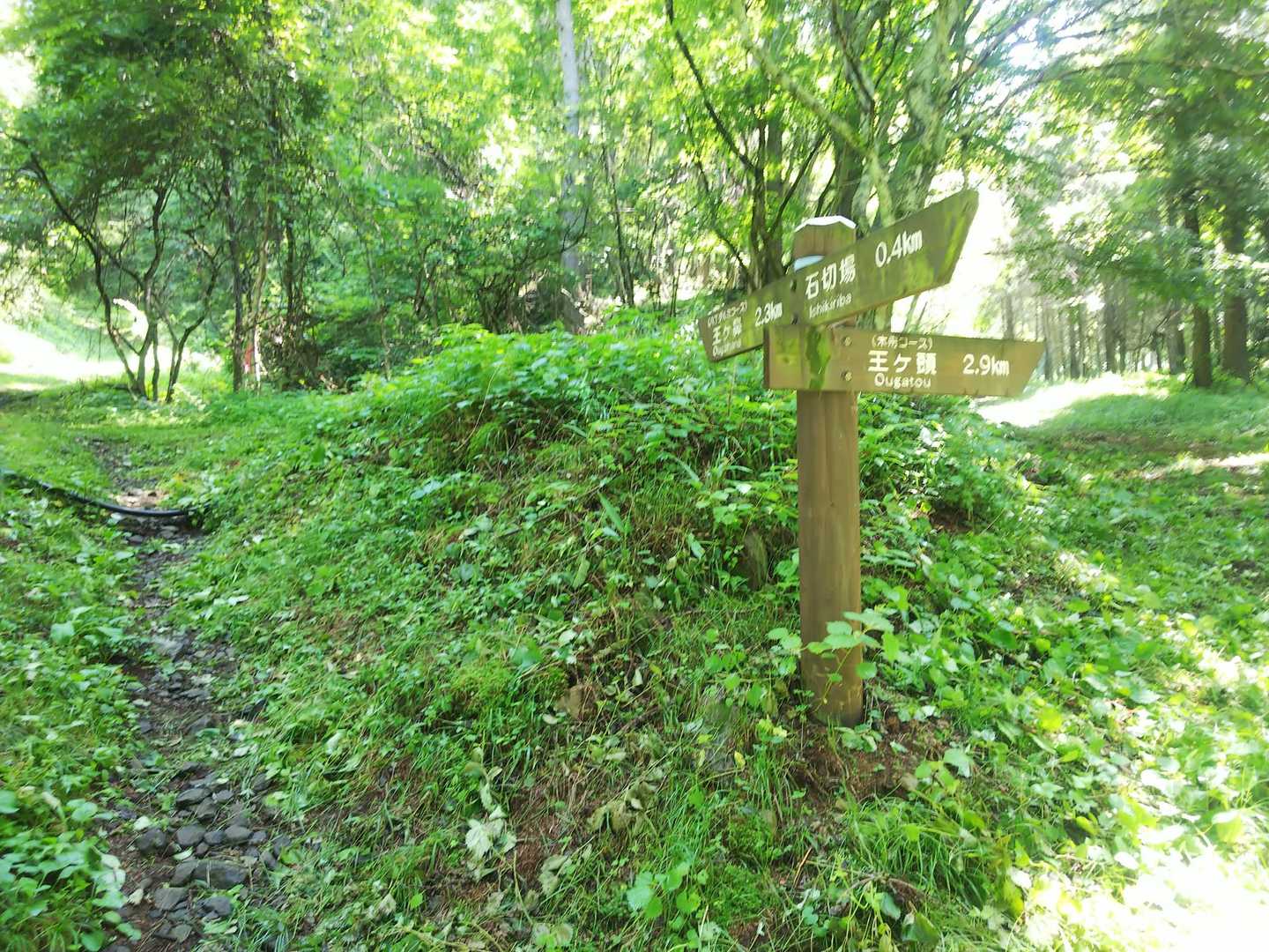 桜清水オートキャンプ場の端を登って行って、この分岐は↖️の八丁ダルミコースへ🚶
