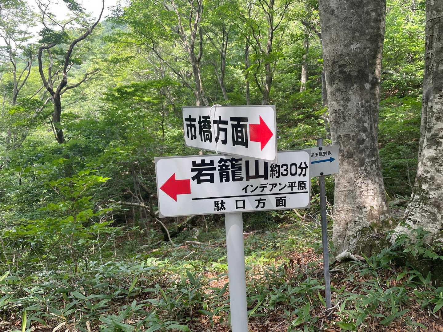 分岐まで戻って岩籠山へ⬅️