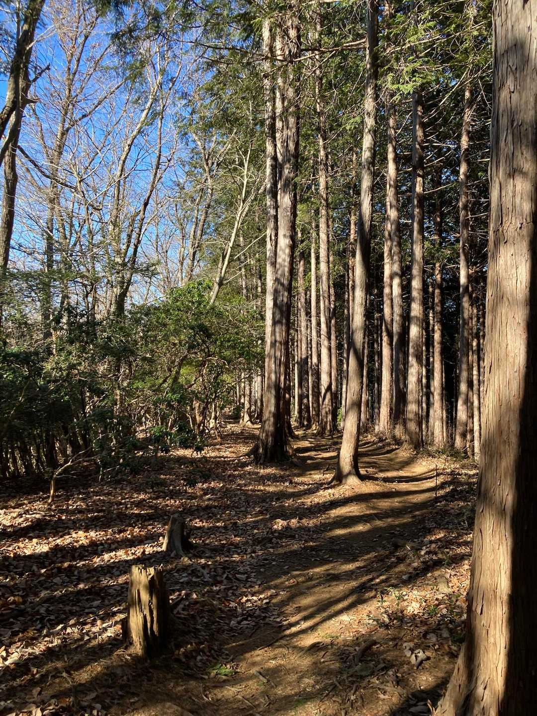 竹寺-豆口峠-子ノ山 往復コースの写真
