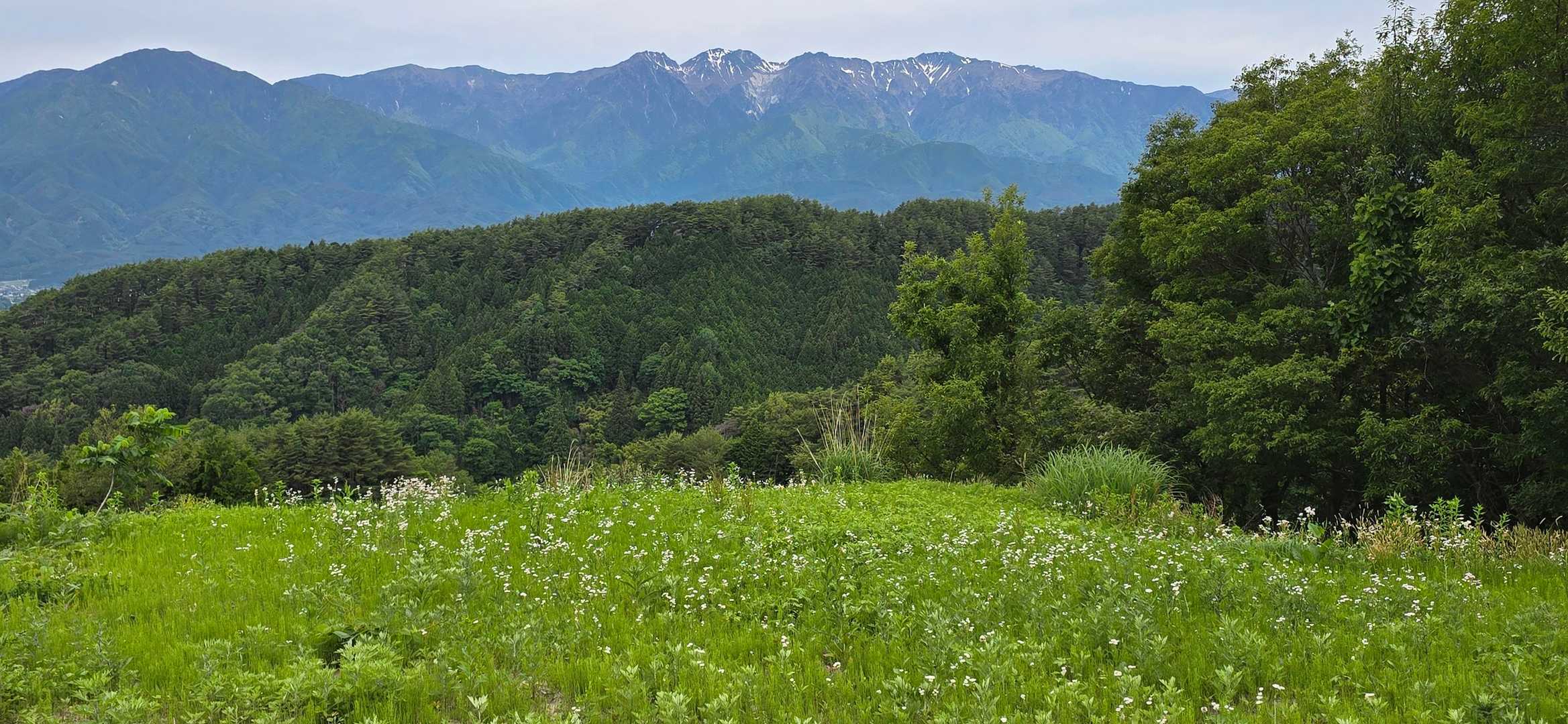 緑が映える、気持ちがいい季節

緑の３重奏💚
