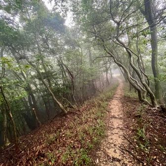 山道に霧が掛かって来ました。
