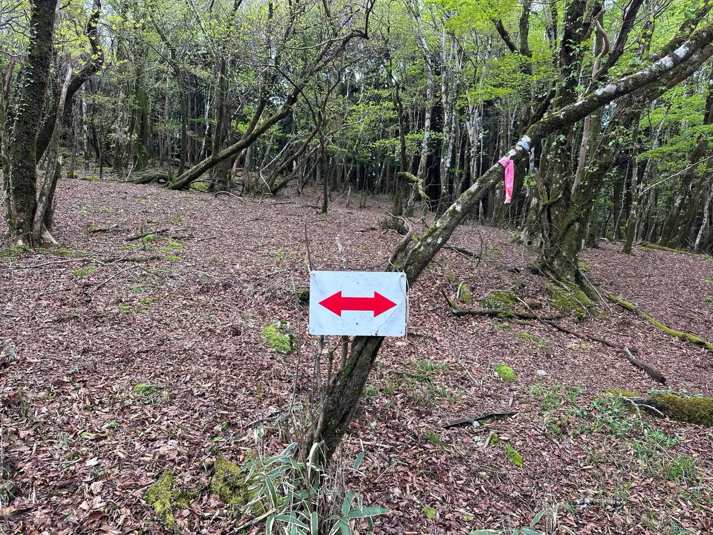 矢印がありました。橡尾山から先に行きます。