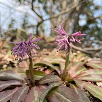 今日の目的のショウジョウバカマ。
残念ながら麓の株の方が…