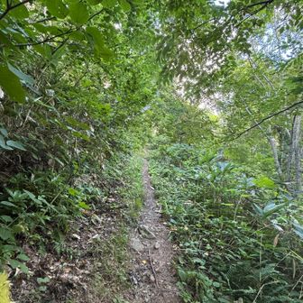 登山道はしっかり草刈りされていました