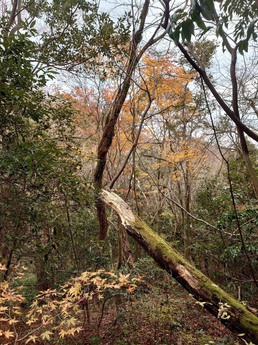 まだ、紅葉が少し残ってるよ