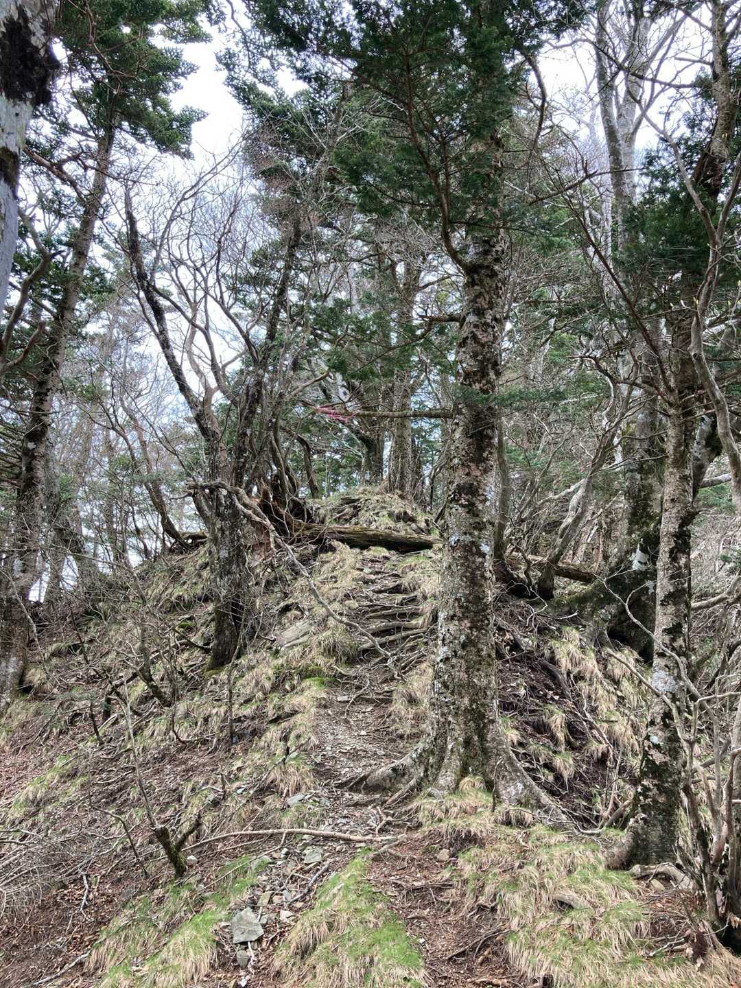 このような小ピークが何ヶ所も