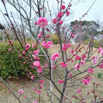 早咲きの梅が数本