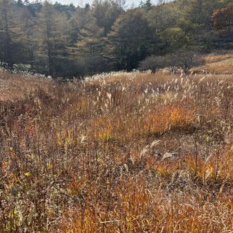スマホで上手に撮れないけど、陽の光を浴びる草紅葉、きれいです。