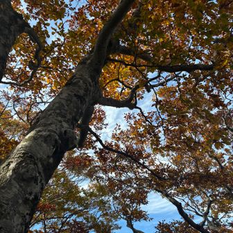 途中再びブナ林を通りながら下山。