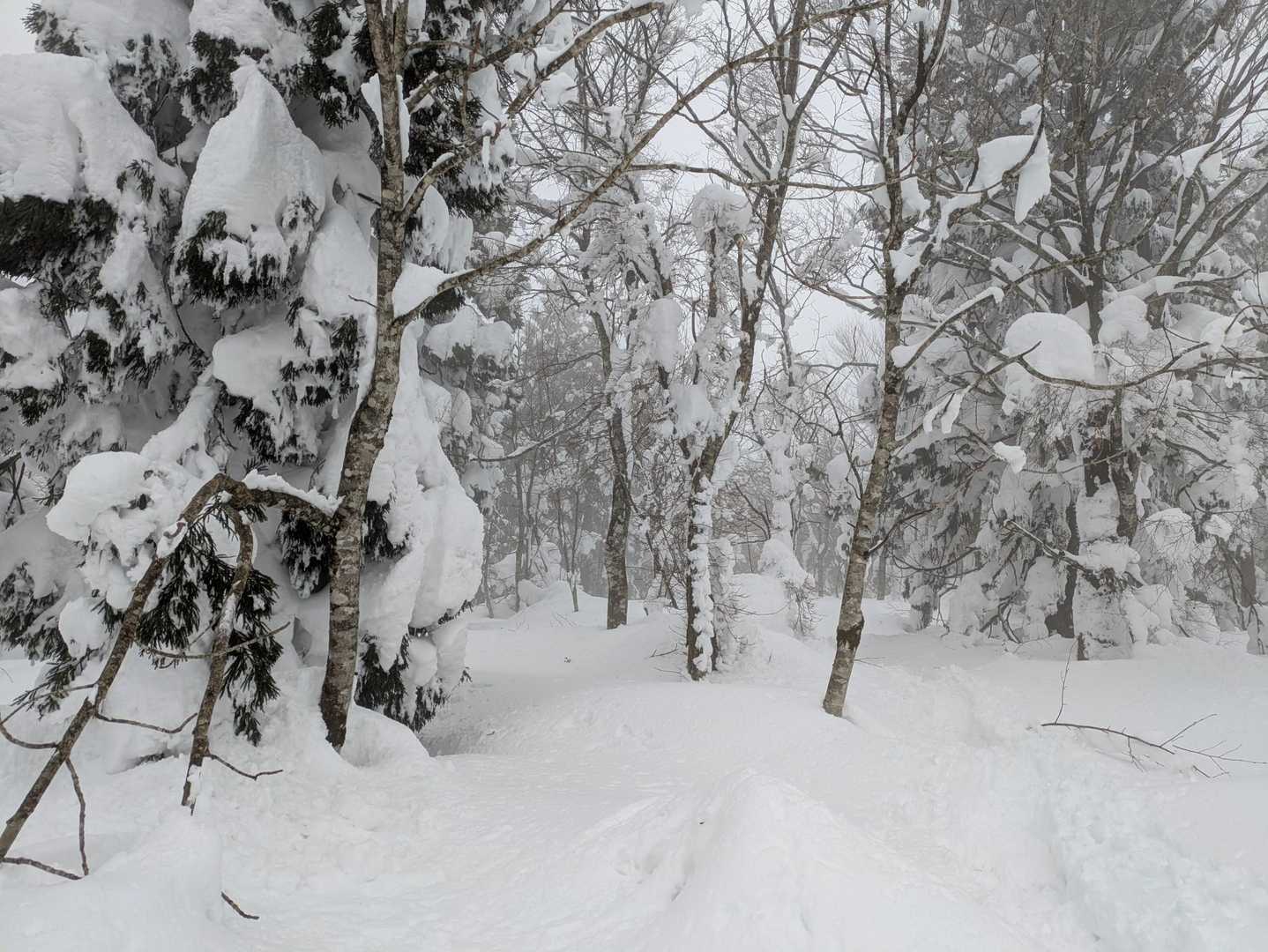 1時間登り続け もっと雪深くなってきた