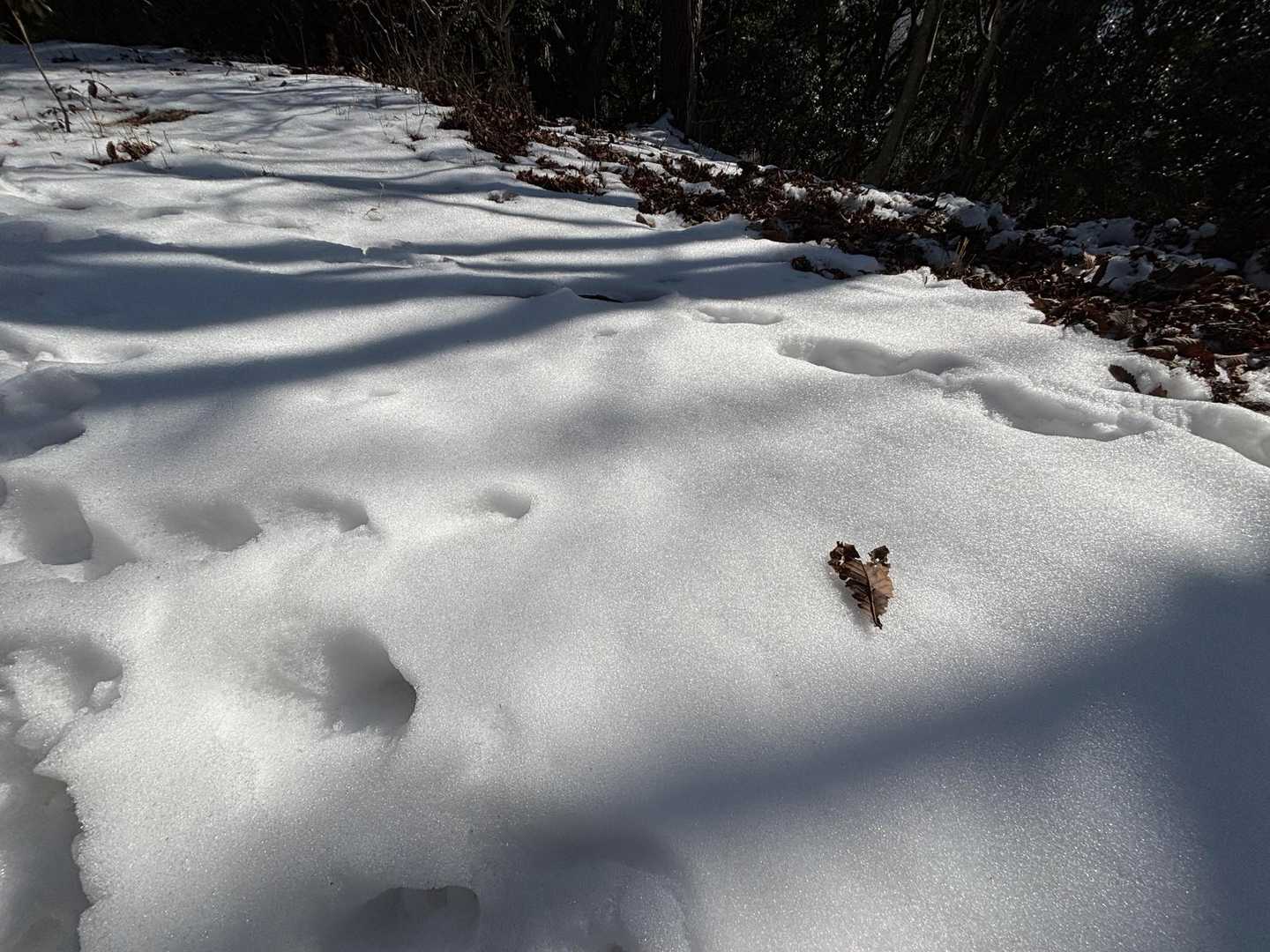 瀬の本登山口-岩井川岳 往復コースの写真