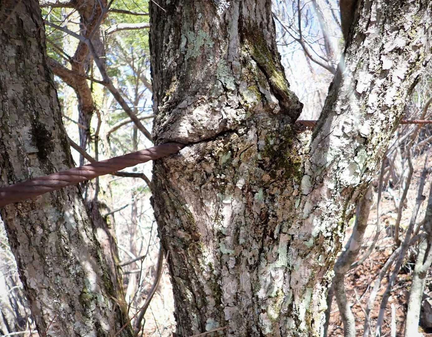 ワイヤーを食う樹🌲
いつから生えているのだろう。