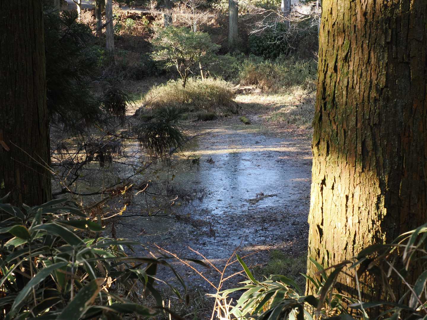 池が凍ってますが、表面だけな感じ