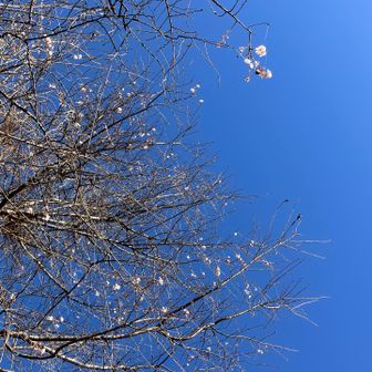 いつもより早く歩いた気がするのに

結局もうお蕎麦屋さん開店してる時間‪𐤔𐤔‬