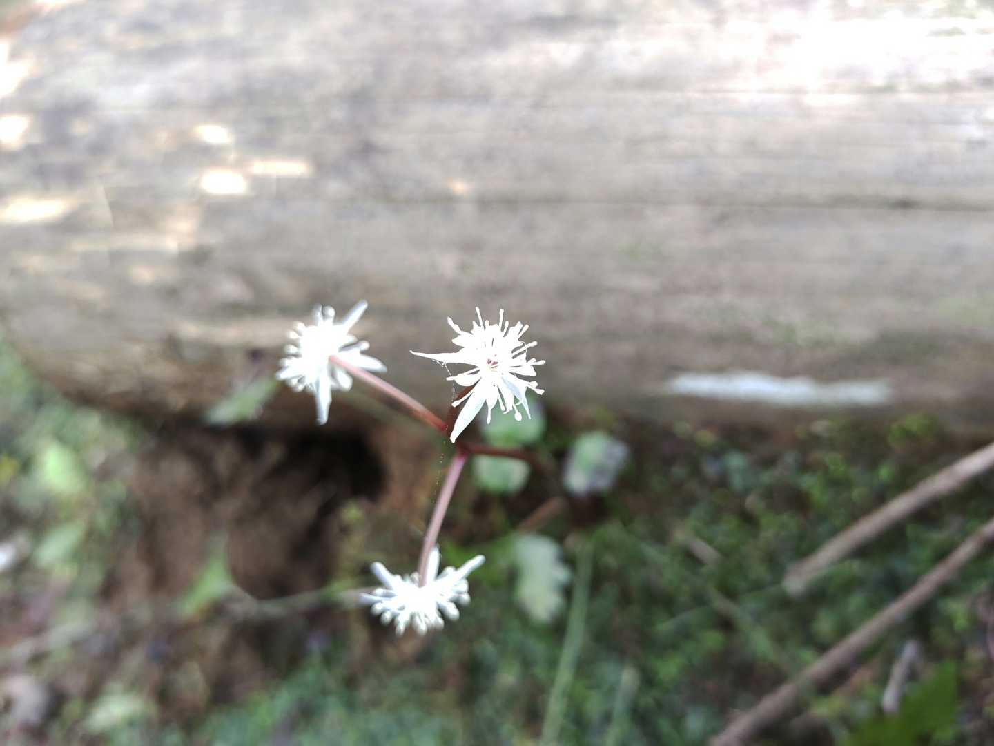 このお花かわいーかったねー
セリバオウレン