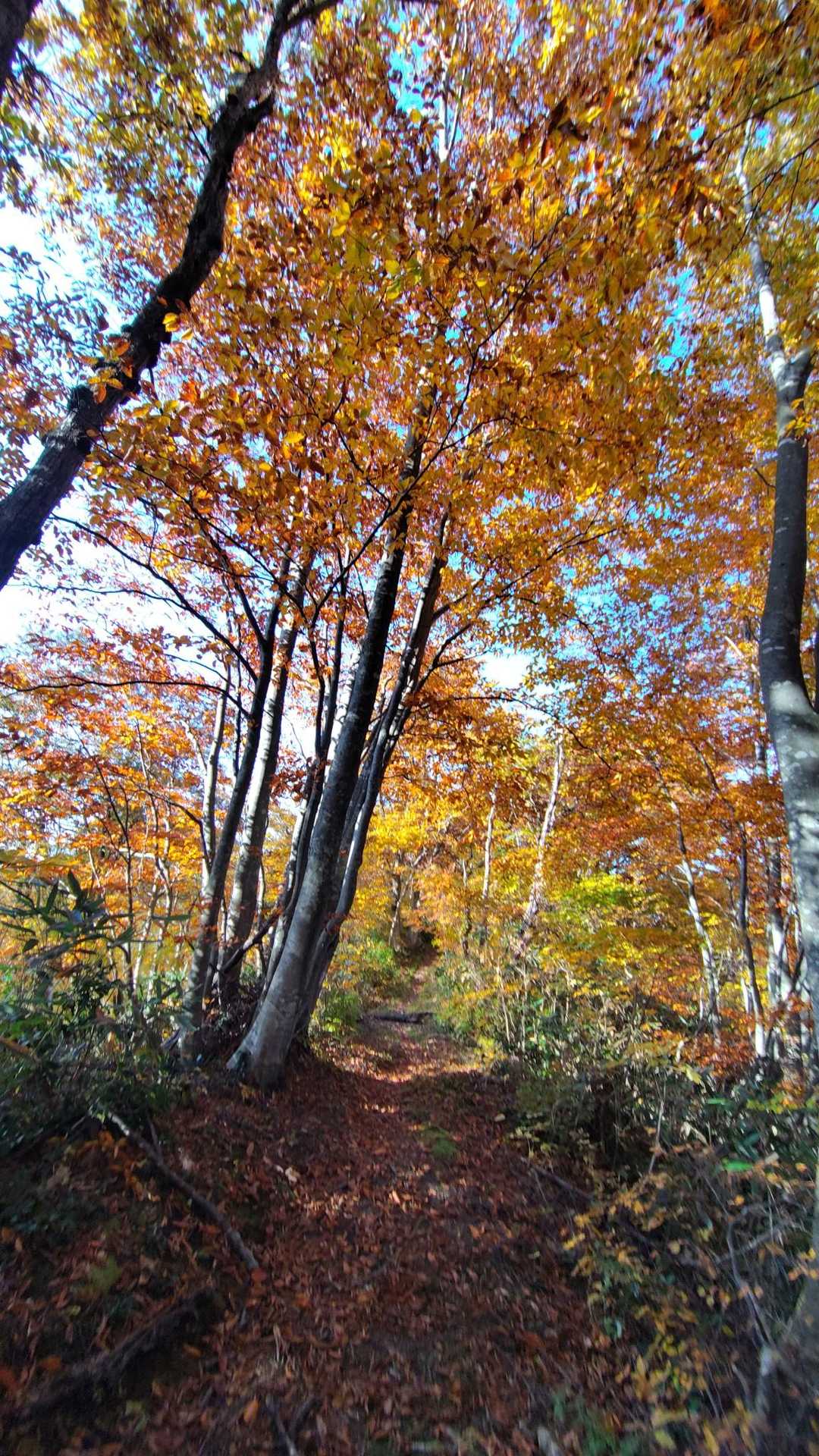 鳥越峠-大辻山 往復コースの写真