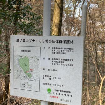 この辺りはブナ・モミの保護林らしい。