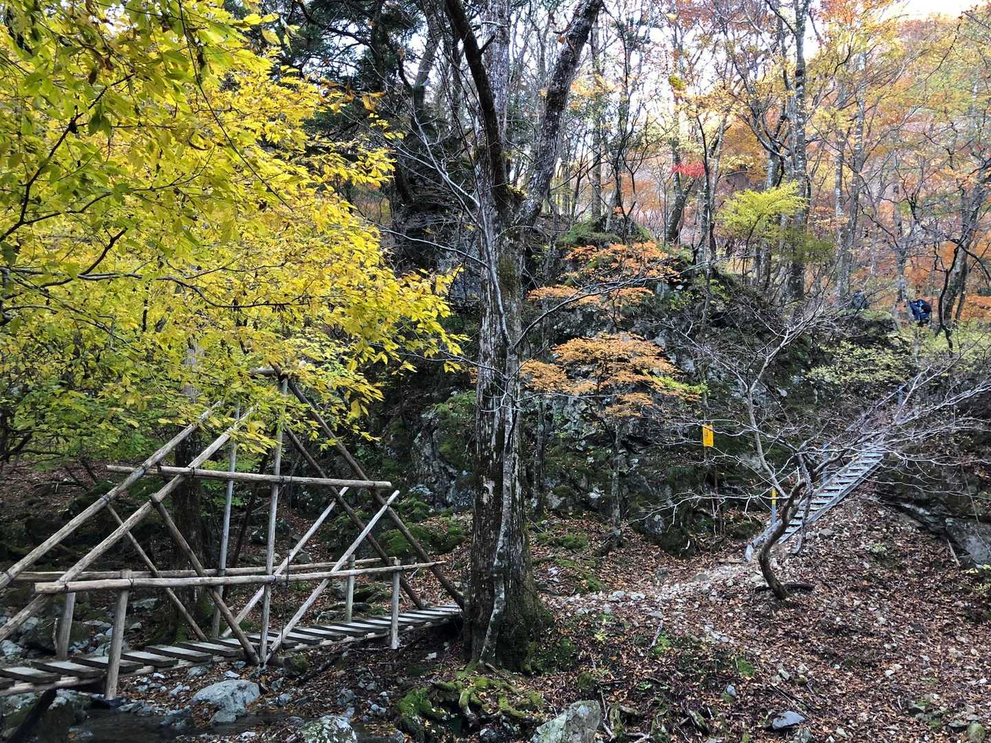 紅葉きれーい