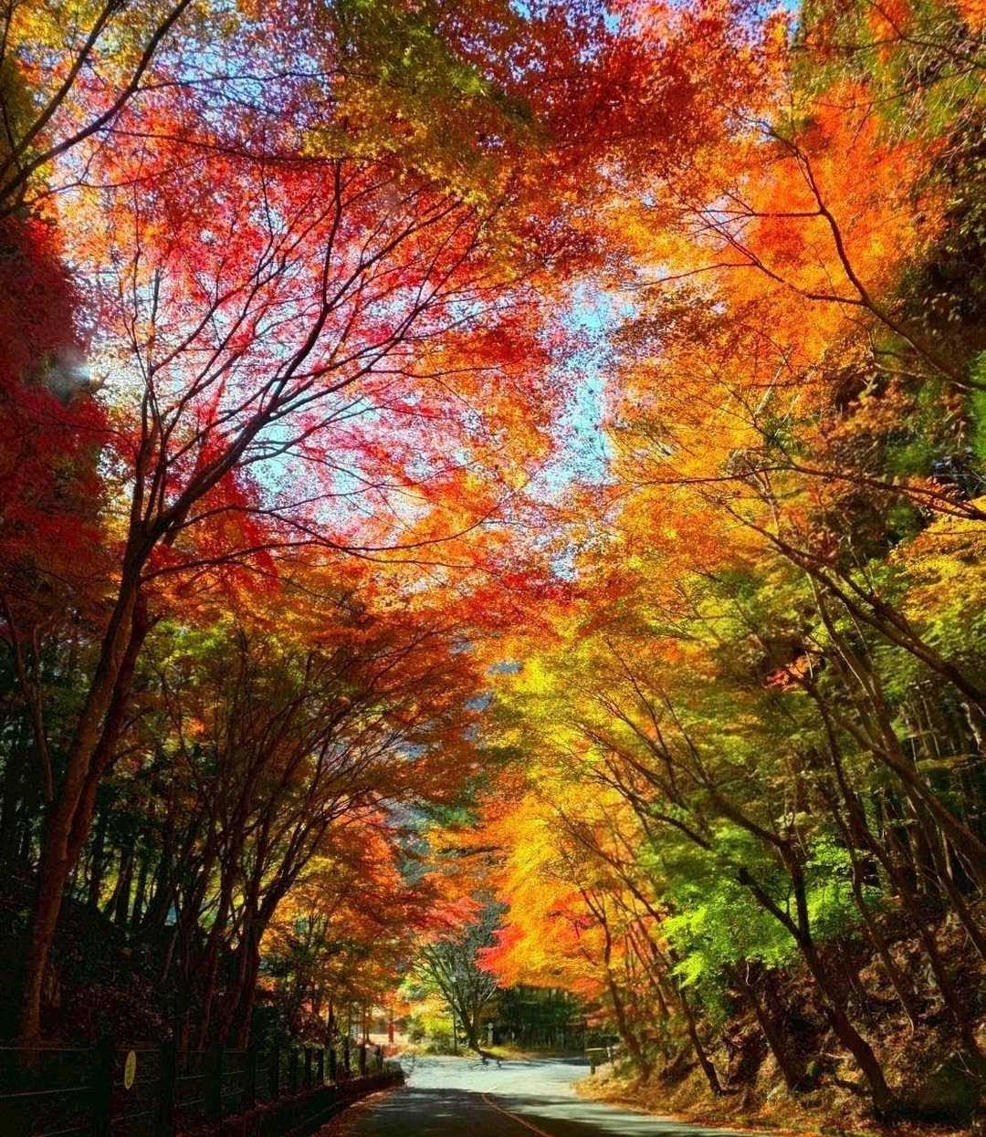 “失態”は成功のもと⁉️お山歩🍁 〜大岳〜 / 𝓜𝓊𝓀𝓀𝓊𝓃𓀐さんの英彦山の活動データ | YAMAP / ヤマップ