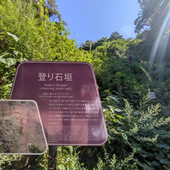 えっ…………。

草ボーボーで全く見えへん💧
🌿🌿🌿🌿🌿🌿🌿🌿
夫が掻き分けて覗いてたけど…諦めました🥲